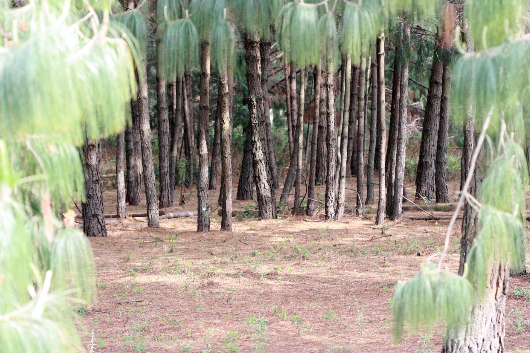 portfolio-image